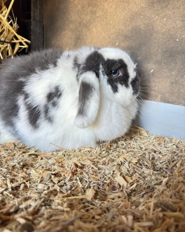 Viruta de Pino Exclusiva