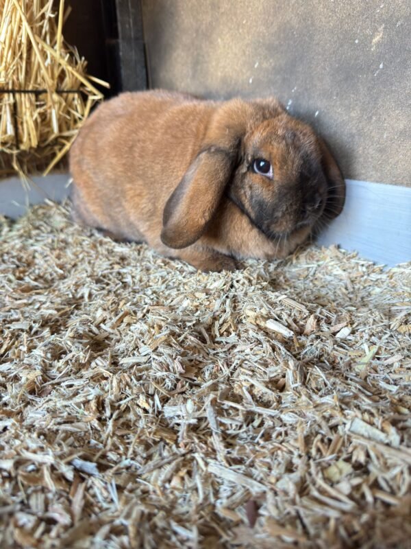 Conejo con viruta premium de recipal extremadura