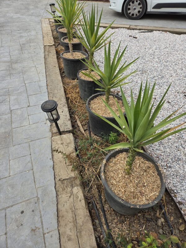 Viruta premium de recipal usada como sustrato para el campo, plantas o huertos