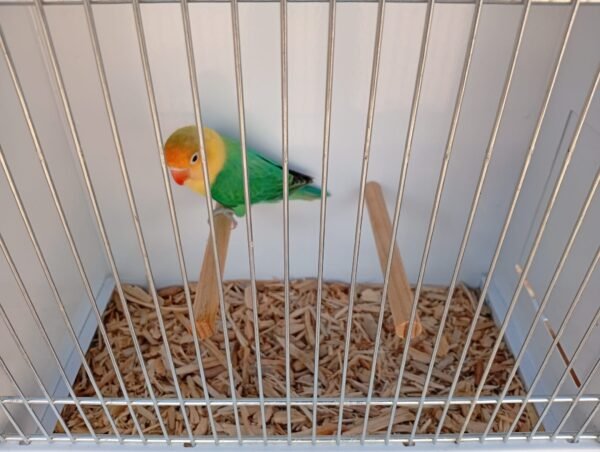 Agaporni con la viruta exclusiva de recipal