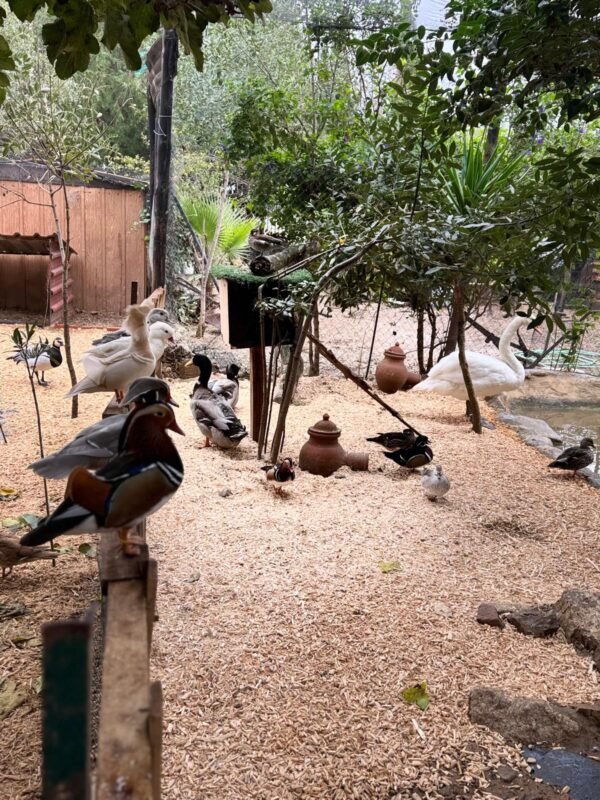 Viruta de Pino Exclusiva